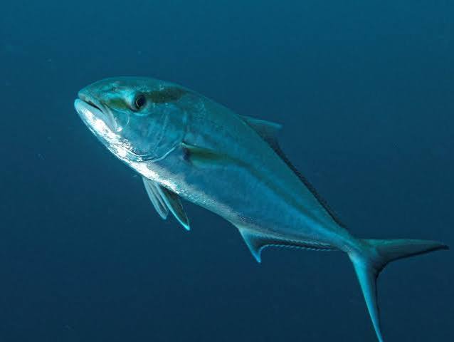 Medregal coronado (Seriola dumerili)