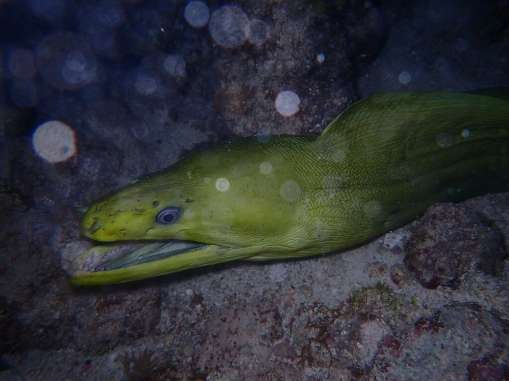 Morena congrio (Gymnothorax funebris)