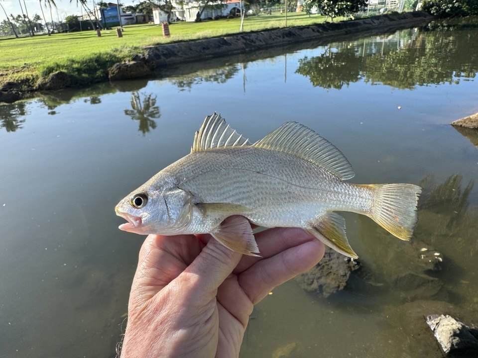 Ground croaker (Bairdiella ronchus)