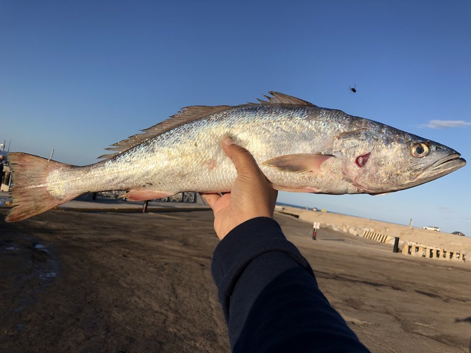 Gulf corvina (Cynoscion othonopterus)