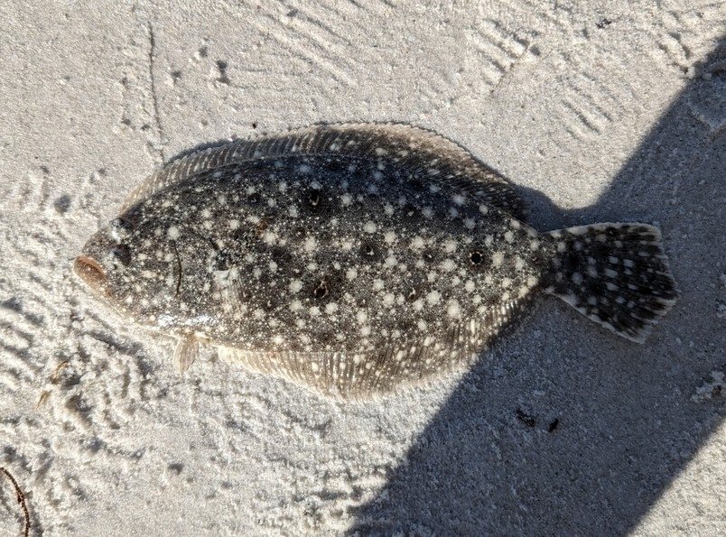 Gulf flounder (Paralichthys albigutta)