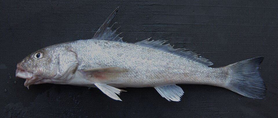 Gulf kingfish (whiting) (Menticirrhus littoralis)