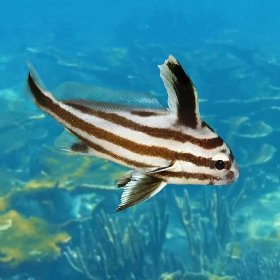 Obispo (Pareques acuminatus)