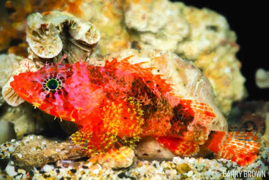 Highfin scorpionfish (Pontinus rathbuni)