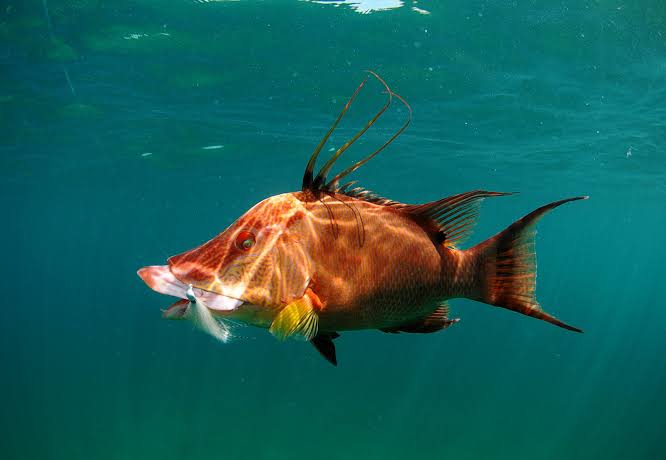 Hogfish (Lachnolaimus maximus)