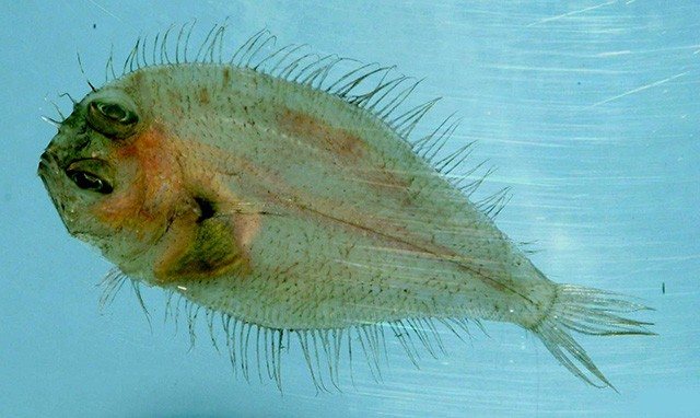 Horned whiff (Citharichthys cornutus)