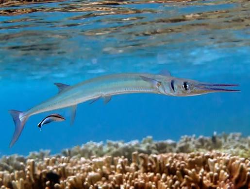 Hound needlefish (Tylosurus crocodilus)