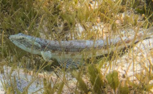 Lagarto playero (Synodus foetens)