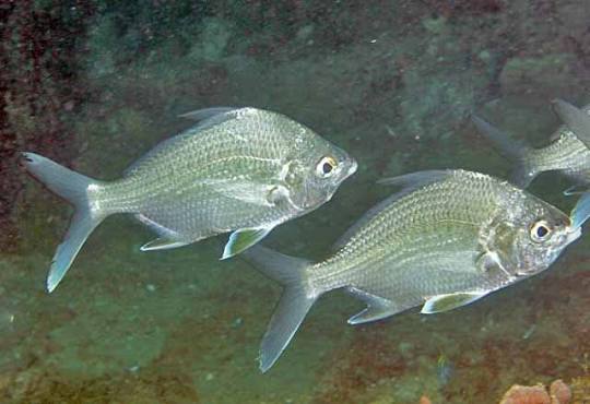Irish mojarra (Diapterus auratus)