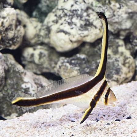 Obispo corohado (Eques lanceolatus)