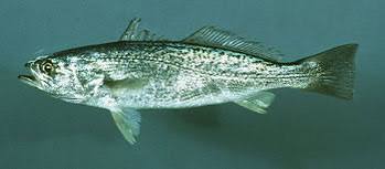 Corvinata goete (Cynoscion jamaicensis)