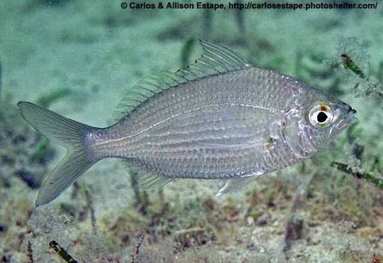 Jenny mojarra (Eucinostomus gula)
