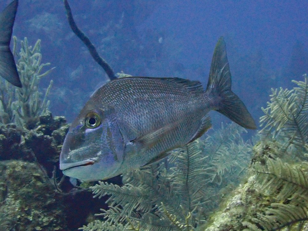 Jolthead porgy (Calamus bajonado)