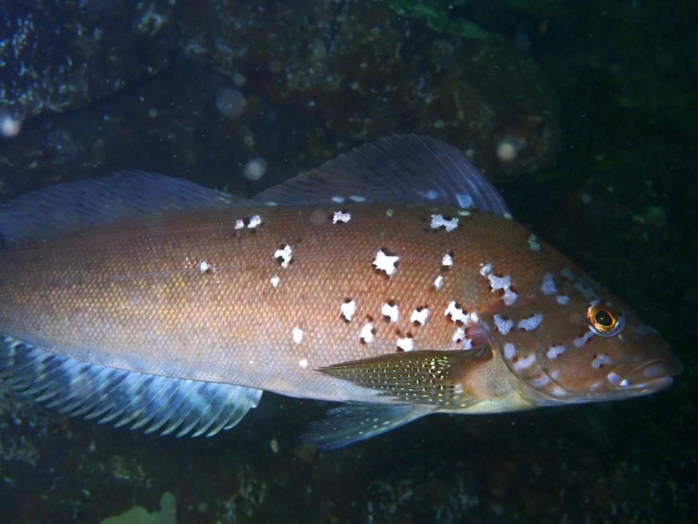 Kelp greenling (Hexagrammos decagrammus)