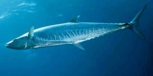 Kingfish