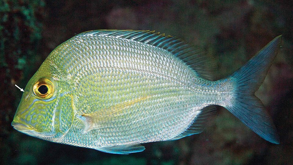 Knobbed porgy (Calamus nodosus)
