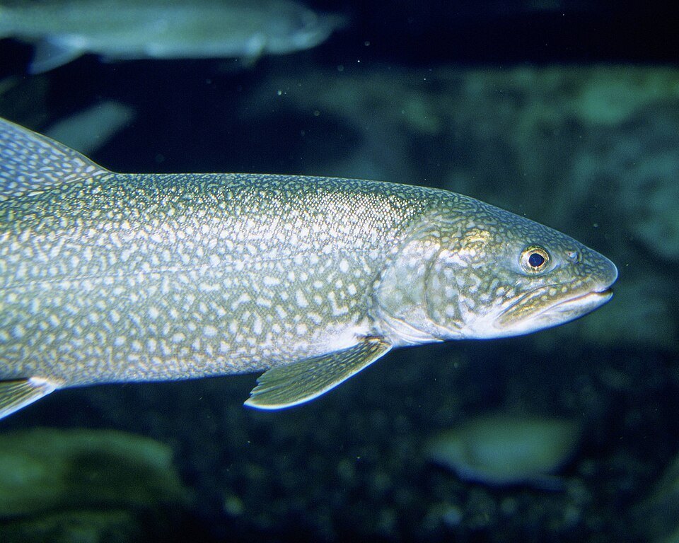 Trucha de lago (Salvelinus namaycush)