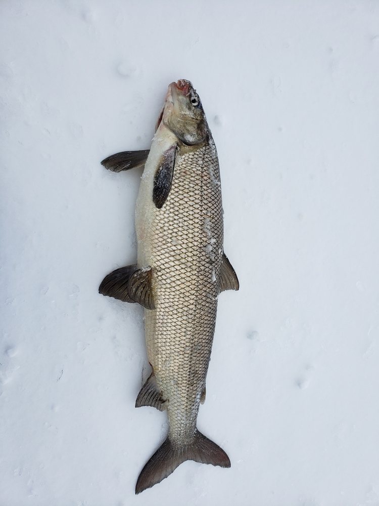 Lake whitefish (Coregonus clupeaformis)