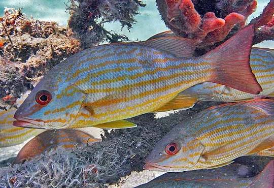 Pargo biajaiba (Lutjanus synagris)