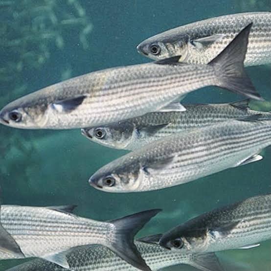 Lebranche mullet (Mugil liza)