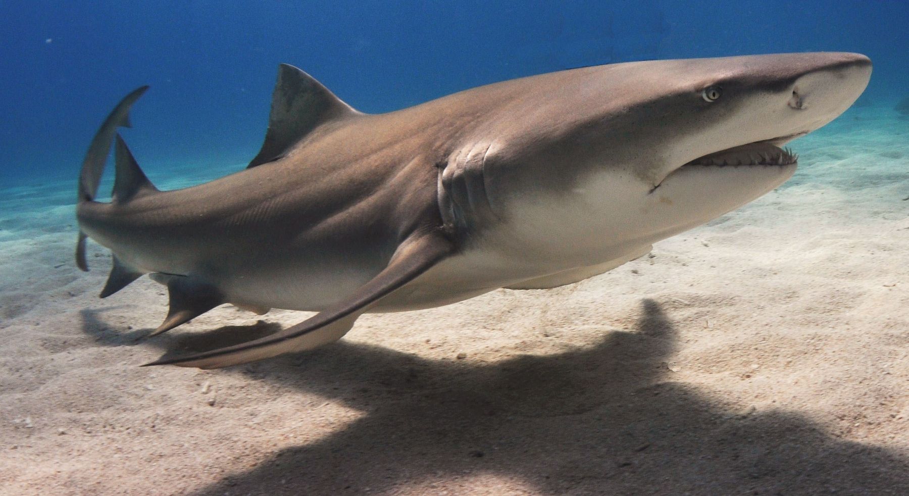 Tiburón galano (Negaprion brevirostris)