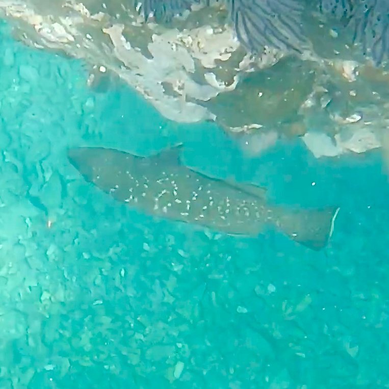 Leopard grouper (cabrilla) (Mycteroperca rosacea)