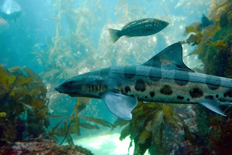 Leopard shark (Triakis semifasciata)