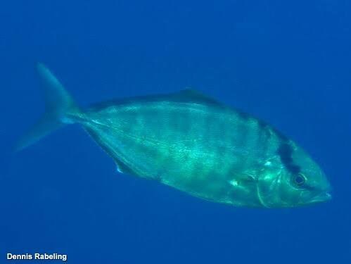 Lesser amberjack (Seriola fasciata)