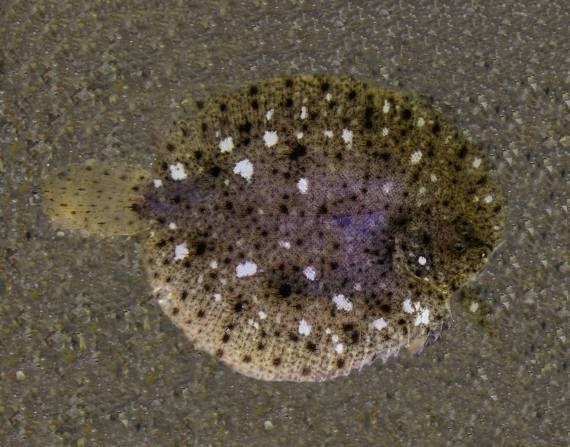 Suela pintada (Achirus lineatus)