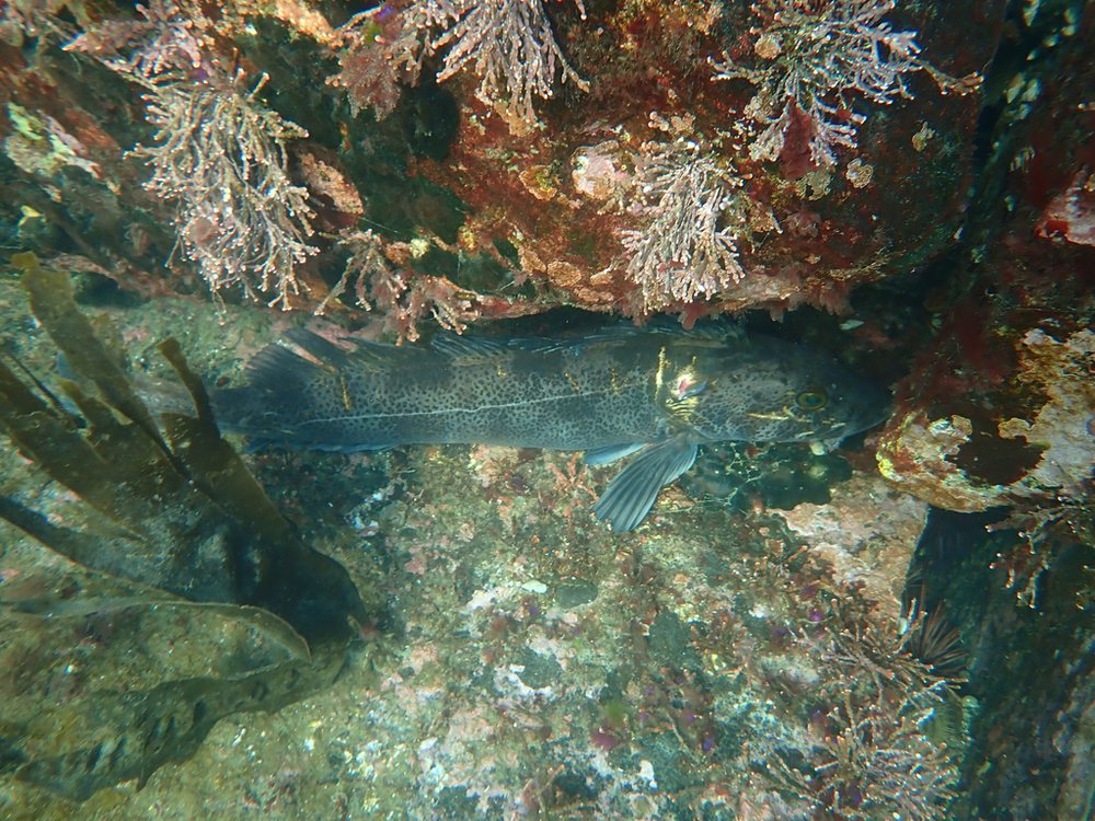 Lingcod (Ophiodon elongatus)