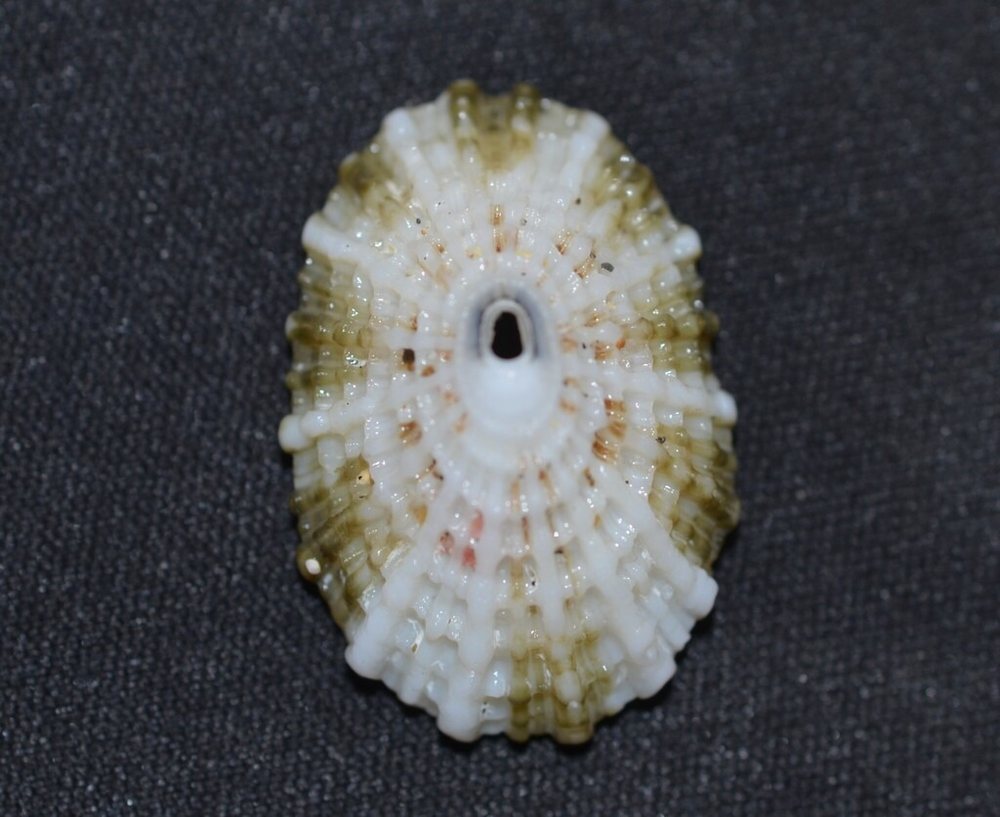 Lister’s keyhole limpet (Diodora listeri)