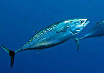 Little tunny (Euthynnus alletteratus)
