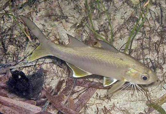 Littlescale threadfin (Polydactylus oligodon)