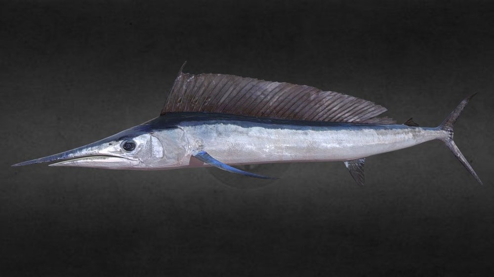 Longbill spearfish (Tetrapturus pfluegeri)