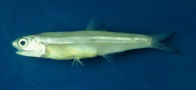Longfinger anchovy (Anchoa filifera)