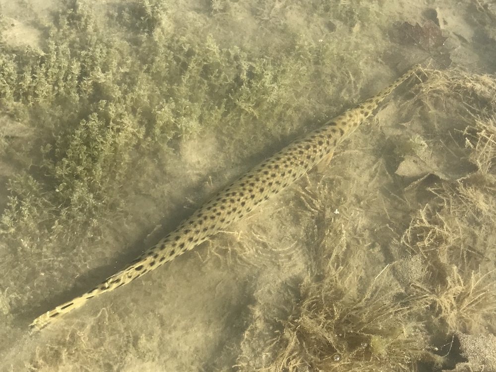 Longnose gar (Lepisosteus osseus)