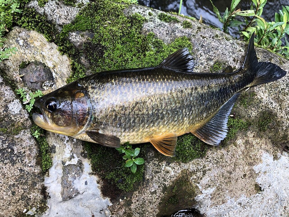 Machaca (Brycon guatemalensis)