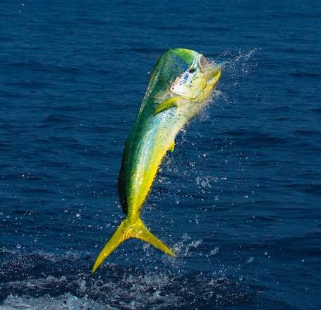 Mahi-mahi