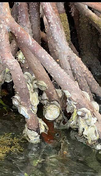 Mangrove cupped oyster (Crassostrea rhizophorae)
