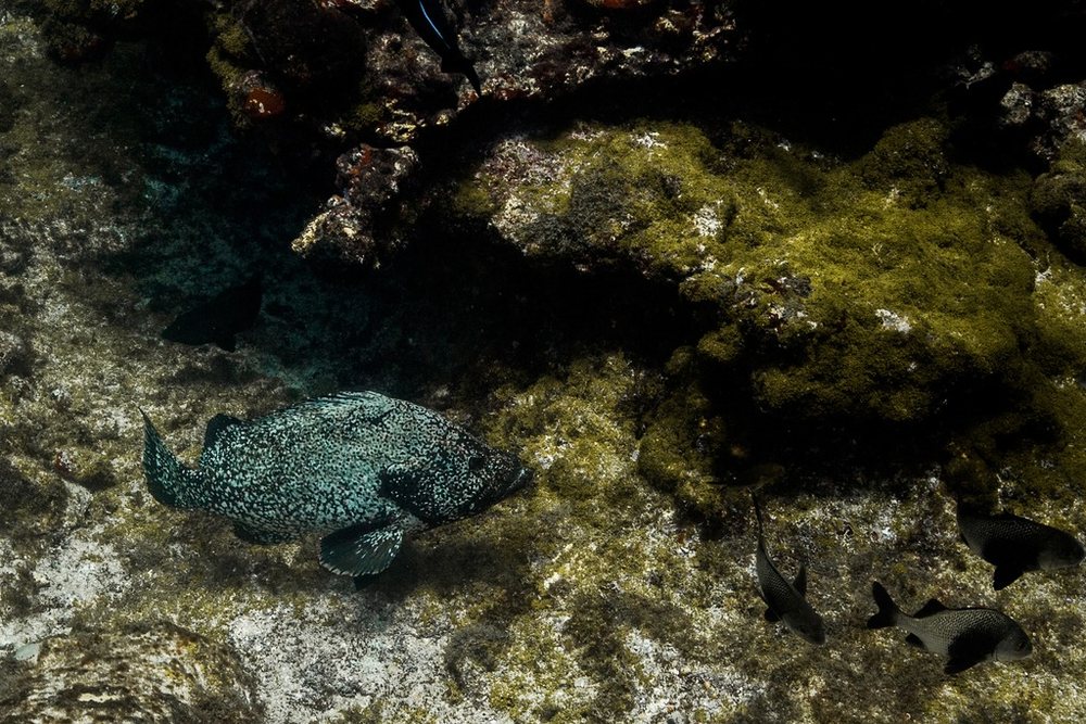 Marbled grouper (Dermatolepis inermis)