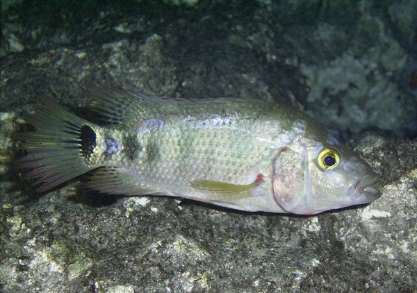 Mayan cichlid (Mayaheros urophthalmus)