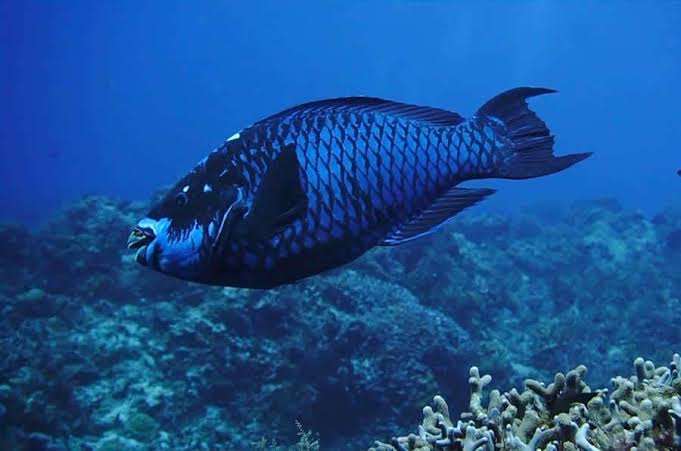 Loro negro (Scarus coelestinus)