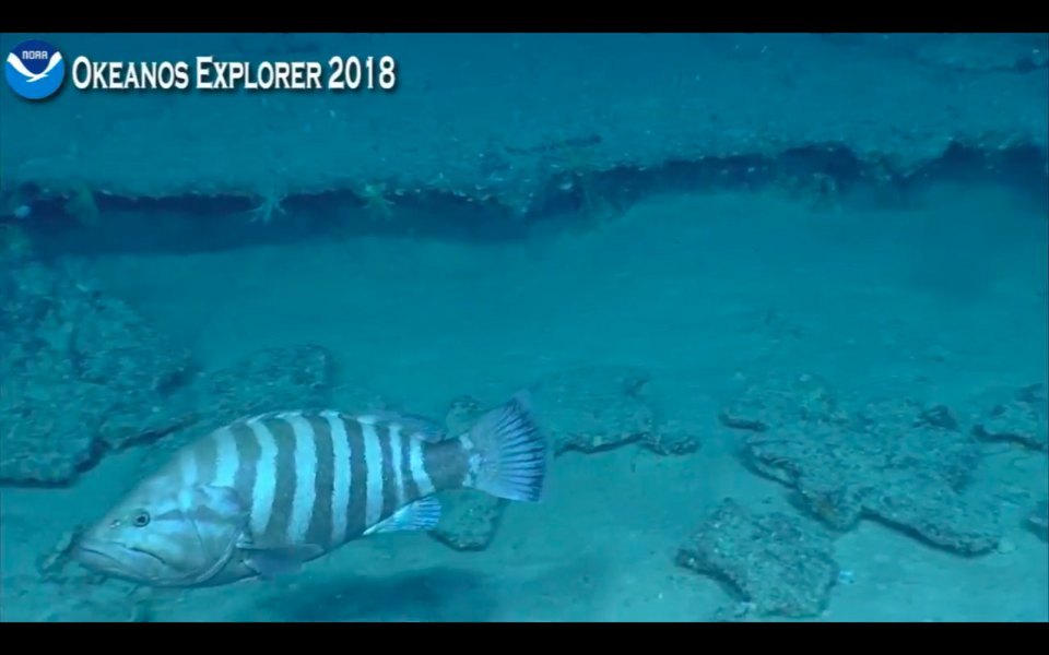 Mero listado (Hyporthodus mystacinus)