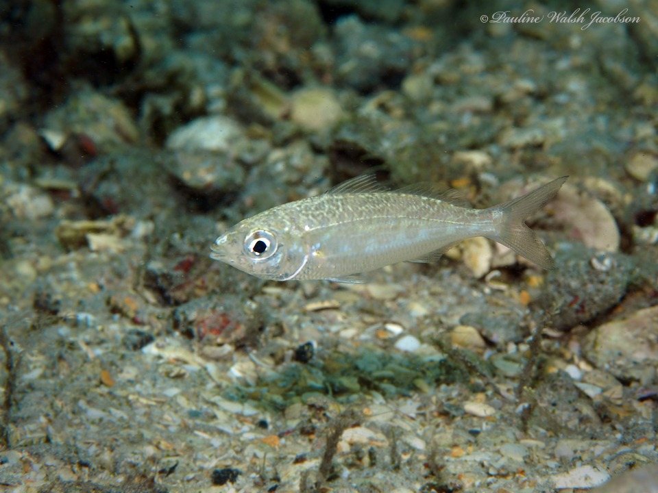 Mottled mojarra (Ulaema lefroyi)