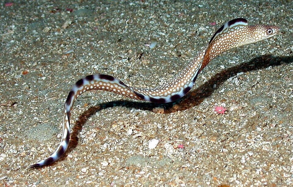 Mottlemargin moray (Gymnothorax ocellatus)