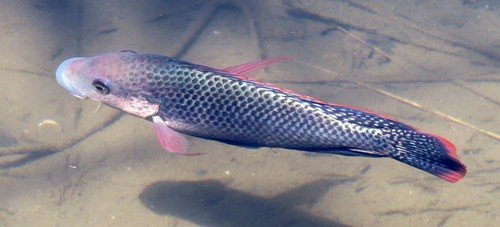 Mozambique tilapia (Oreochromis mossambicus)