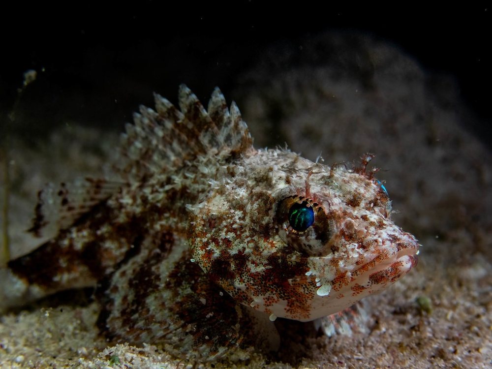 Scorpaena inermis (Scorpaena inermis)