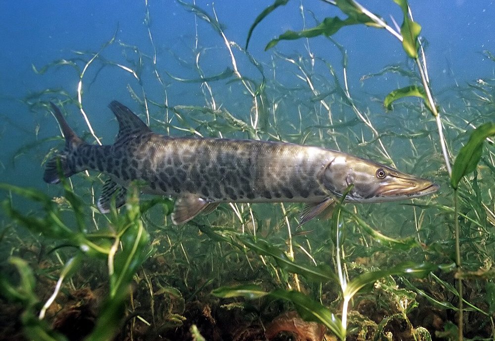Muskellunge (muskie) (Esox masquinongy)