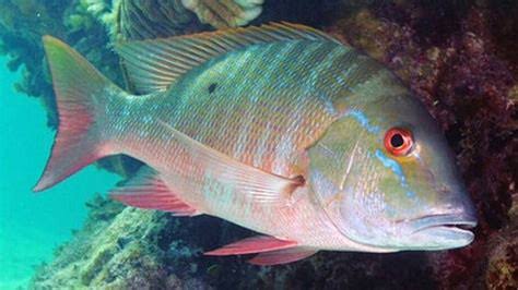 Mutton snapper