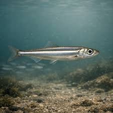 Anchoa banda estrecha (Anchoa colonensis)